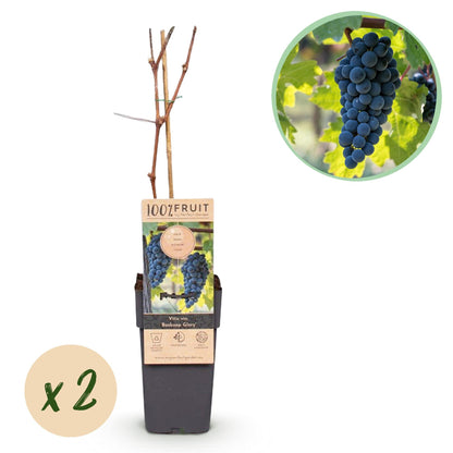 Weinrebe Vitis vinifera Boskoop Glory – Blaue Traube – 2 Pflanzen – Obstpflanze – 15cm – Höhe 50cm 