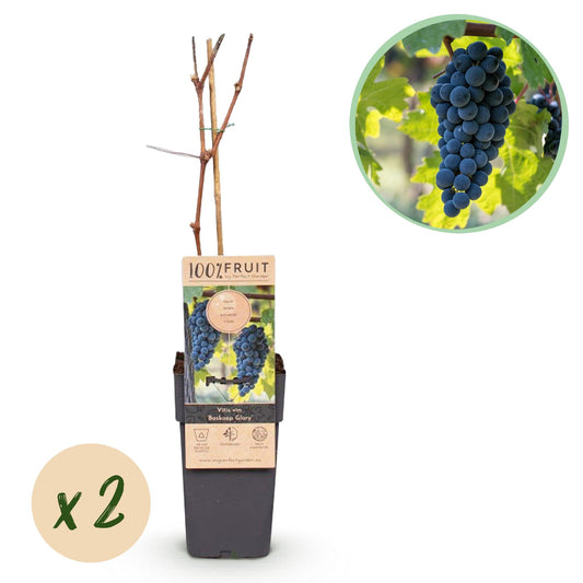 Weinrebe Vitis vinifera Boskoop Glory – Blaue Traube – 2 Pflanzen – Obstpflanze – 15cm – Höhe 50cm 