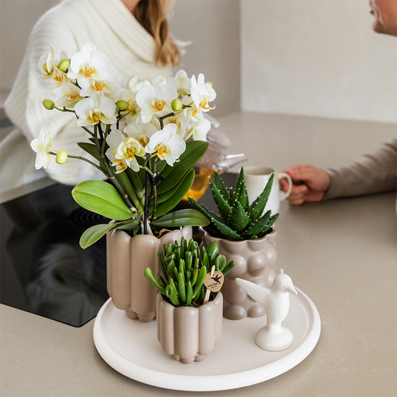 Kolibri Orchids | Geschenkset Slow Living | Grüne Pflanzen mit Weißer Phalaenopsis Orchidee Lausanne in Beigen Keramiktöpfen auf Weißem Tablett 