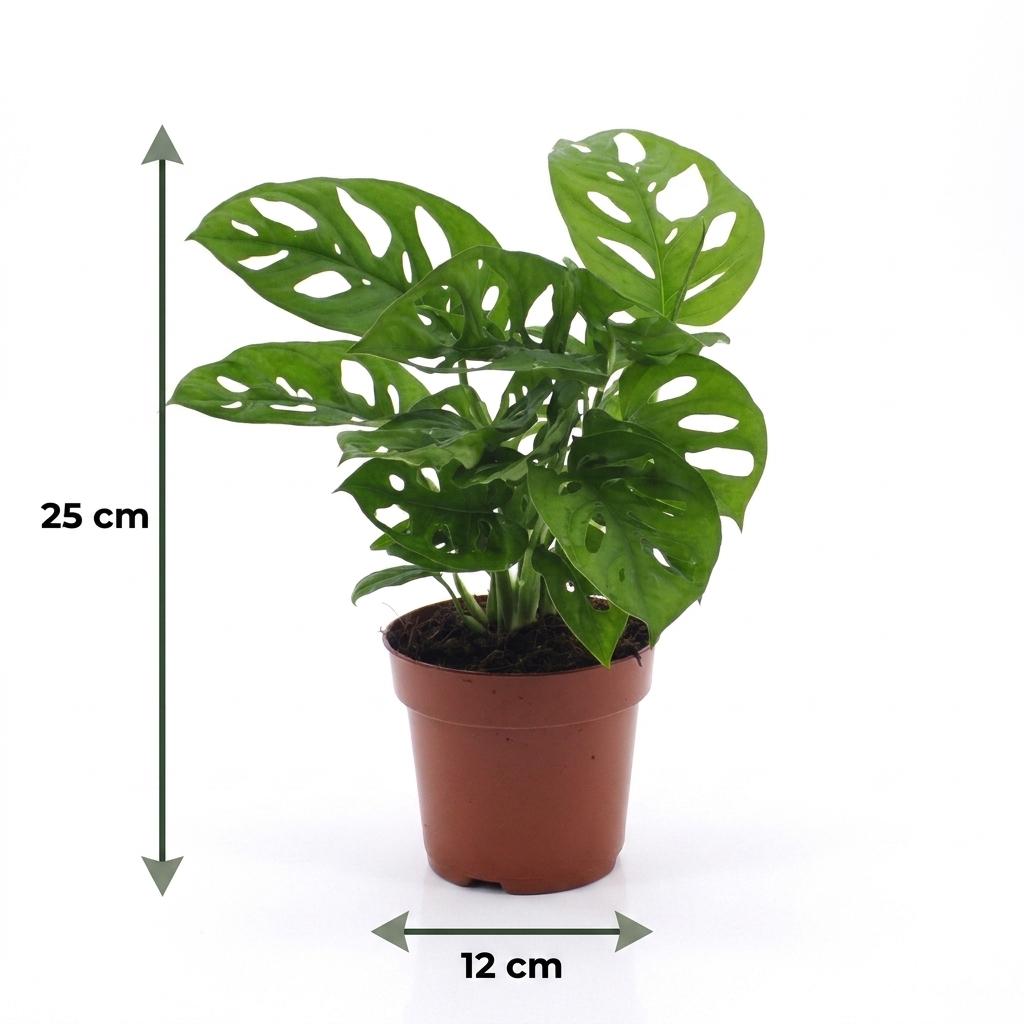 Fensterblatt 'Monkey Mask' – Monstera adansonii – 2 Pflanzen – Topf Ø12cm – Höhe 25cm – Dekorative Zimmerpflanze