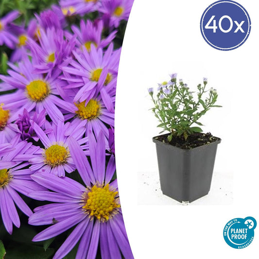 Kissen-Aster – Aster D 'Prof. Anton Kippenberg' – ↑10-25cm – Ø9cm – 40 Pflanzen – Herbstblühende, pflegeleichte Staude für Beete, Töpfe & Schnittblumen – Schmetterlingsfreundlich 