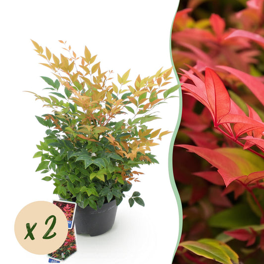 GreenboutiQ - Gartenpflanze - Nandina Gulfstream - Orange - 2 Pflanzen - Immergrün - Pflegeleicht - Topf 17cm Höhe 45cm 