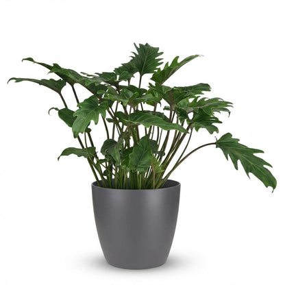 Philodendron Xanadu Zimmerpflanze 60cm – grüne Blattpflanze im Übertopf Grau Ø19cm – tief eingeschnittene Blätter – pflegeleicht für Wohnung & Büro, ideal bei Halbschatten 