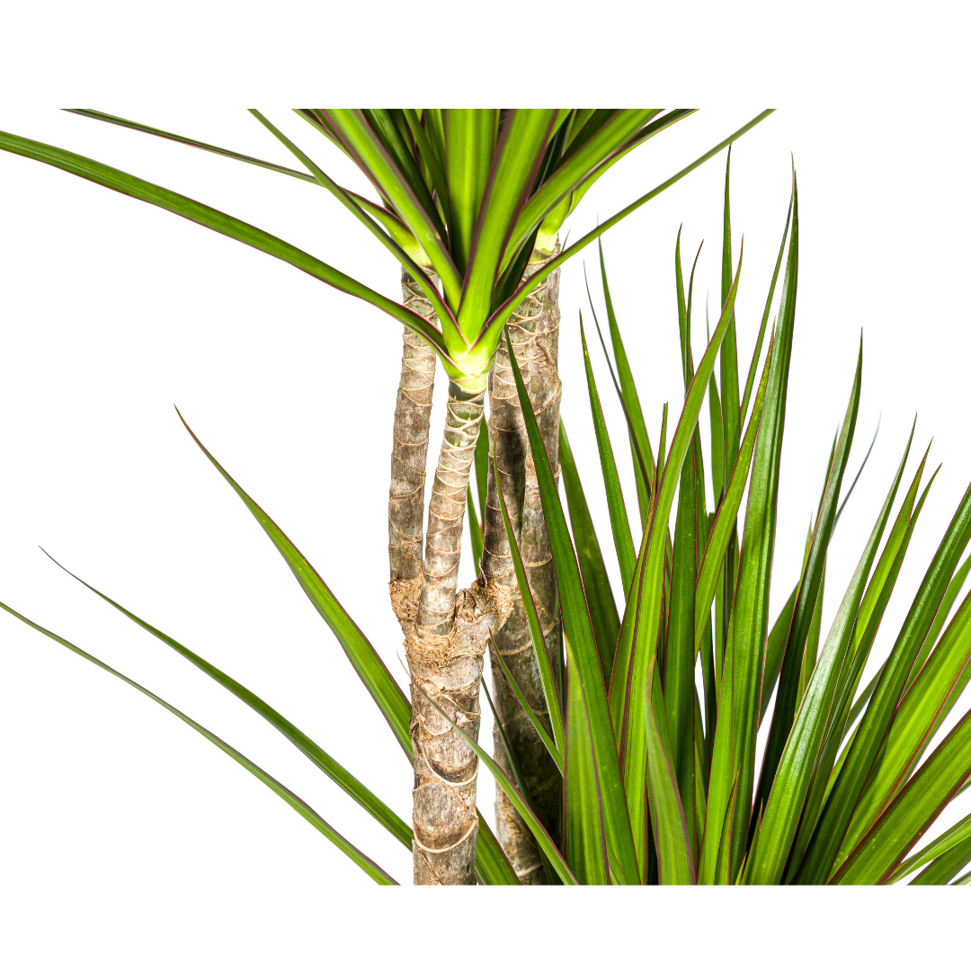 Drachenbaum Dracaena Marginata Green – Große Zimmerpflanze – Ø27 cm – 170-190 cm hoch – Schlanke dunkelgrüne Blätter – Moderner Urban Jungle Klassiker 