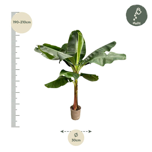 Bananenpflanze – Musa – Zimmerpflanze – 190cm hoch – Ø30cm – Tropische XXL-Pflanze mit großen Blättern – Für Wohnzimmer, Wintergarten & Büro – Pflegeleichte Grünpflanze 