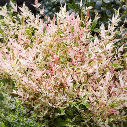 GreenboutiQ - Gartenpflanze - Nandina Twilight - Bunt & Rosa - 1 Pflanze - Immergrün - Wenig Pflege - Topf 17cm Höhe 45cm 
