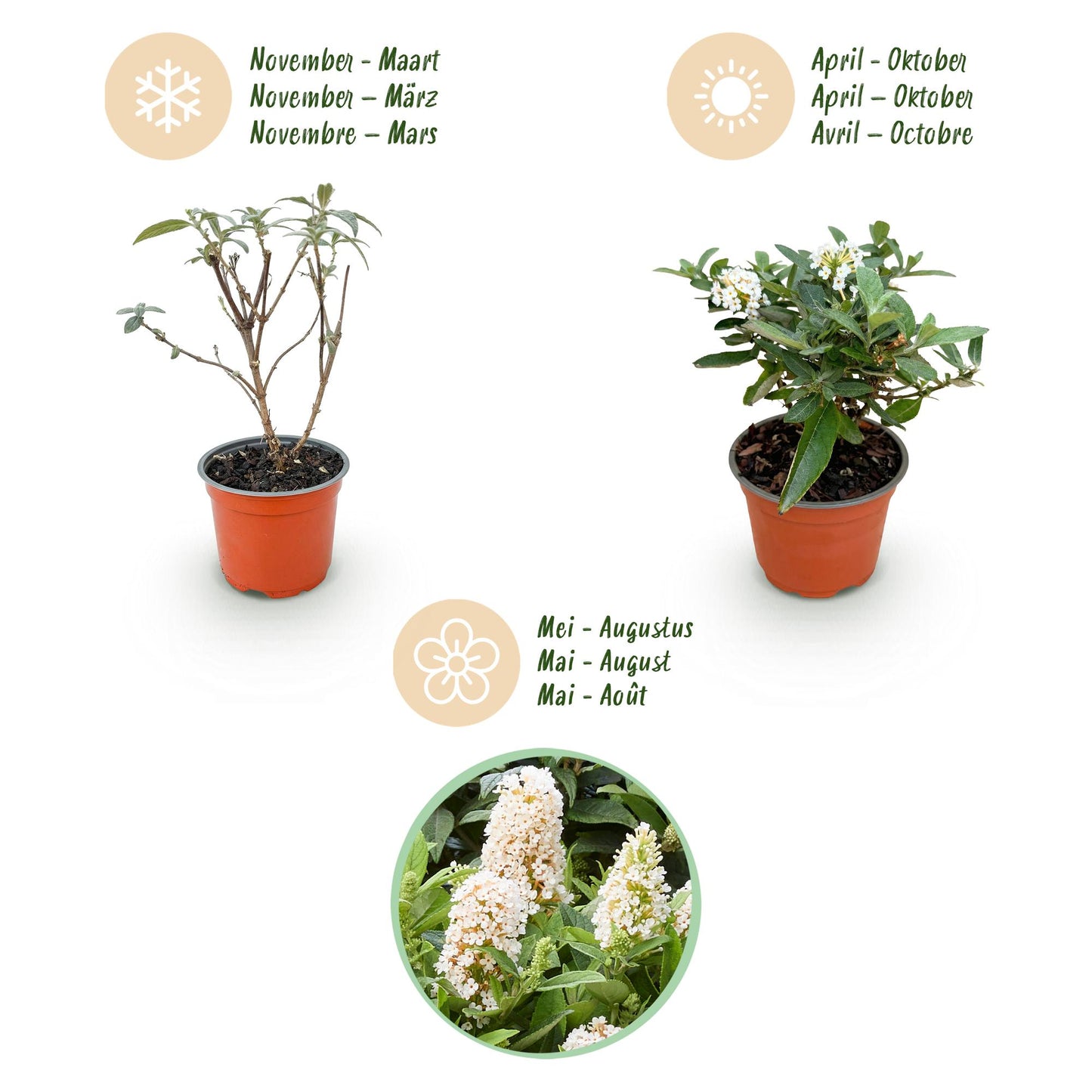 Green boutiQ - Gartenpflanze - Buddleja davidii Butterfly Candy Little White - Schmetterlingsstrauch - Kompakt - Weiß - 3 Pflanzen - Topf 12cm - Höhe 20-25cm 