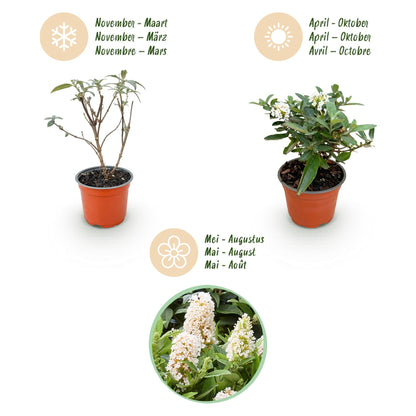 Green boutiQ - Gartenpflanze - Buddleja davidii Butterfly Candy Little White - Schmetterlingsstrauch - Kompakt - Weiß - 3 Pflanzen - Topf 12cm - Höhe 20-25cm 