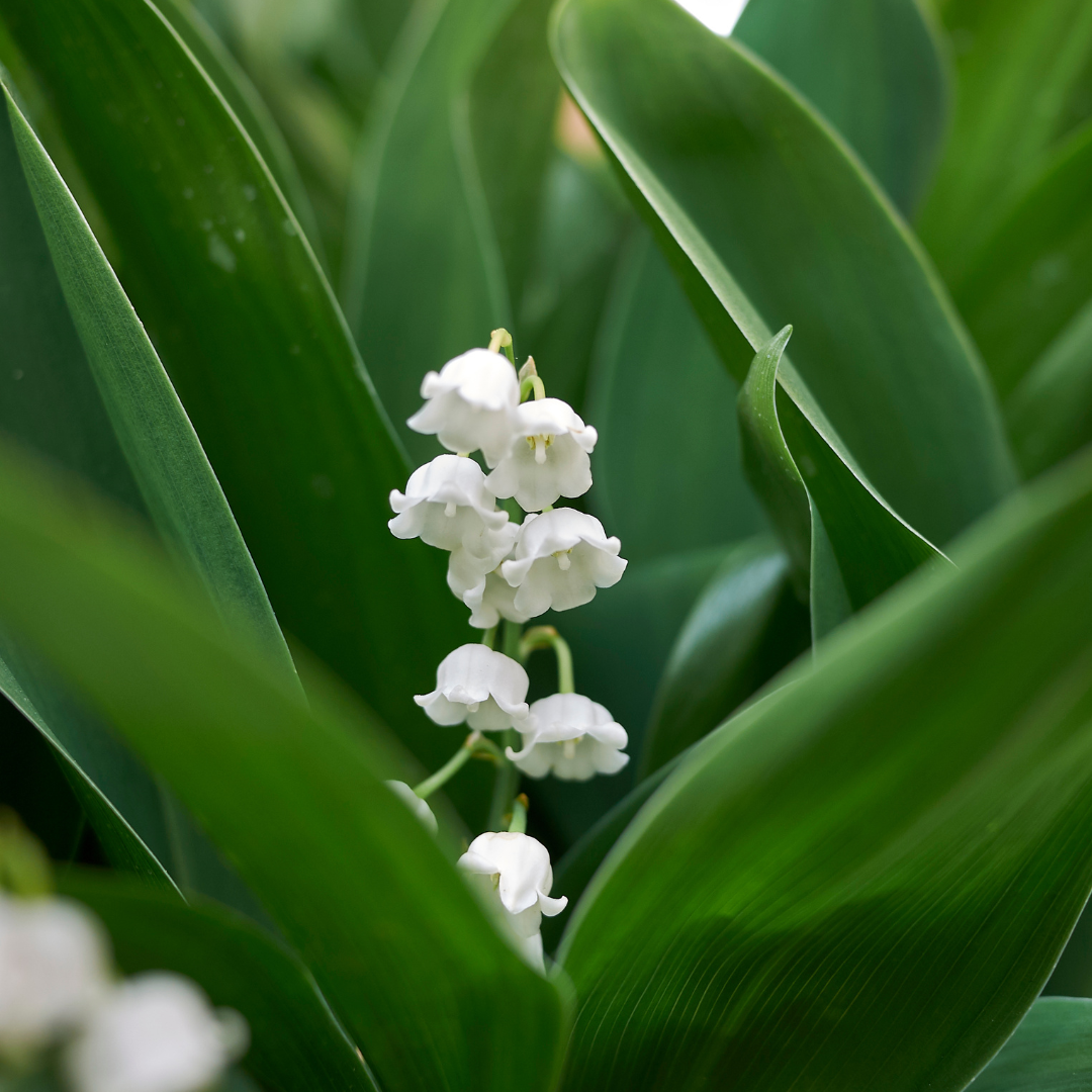 Maiglöckchen Convallaria majalis – Maiglöckchen – 10-25cm – Ø9cm – Duftende Schattenstaude mit weißen Blüten – Winterharter Bodendecker für Garten & Gehölzrand