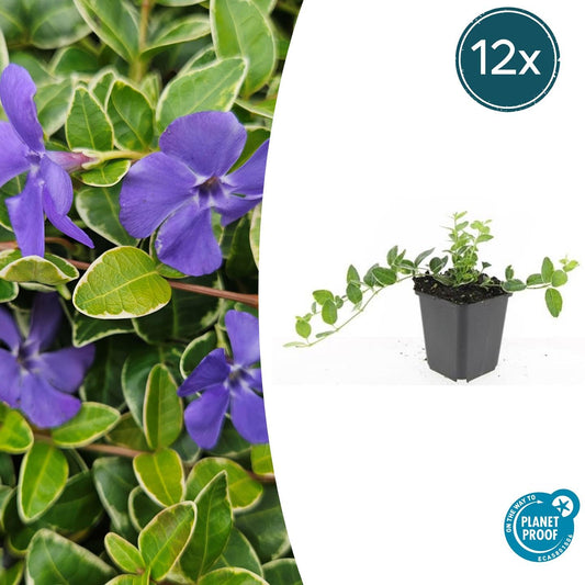 Kleinblättriges Immergrün Vinca minor 'Ralph Shugert' – ↕10-25cm – Ø9cm – 12 Pflanzen – Immergrüner Bodendecker mit glänzend grünen Blättern und lavendelfarbenen Blüten – Schattentauglich & pflegeleicht