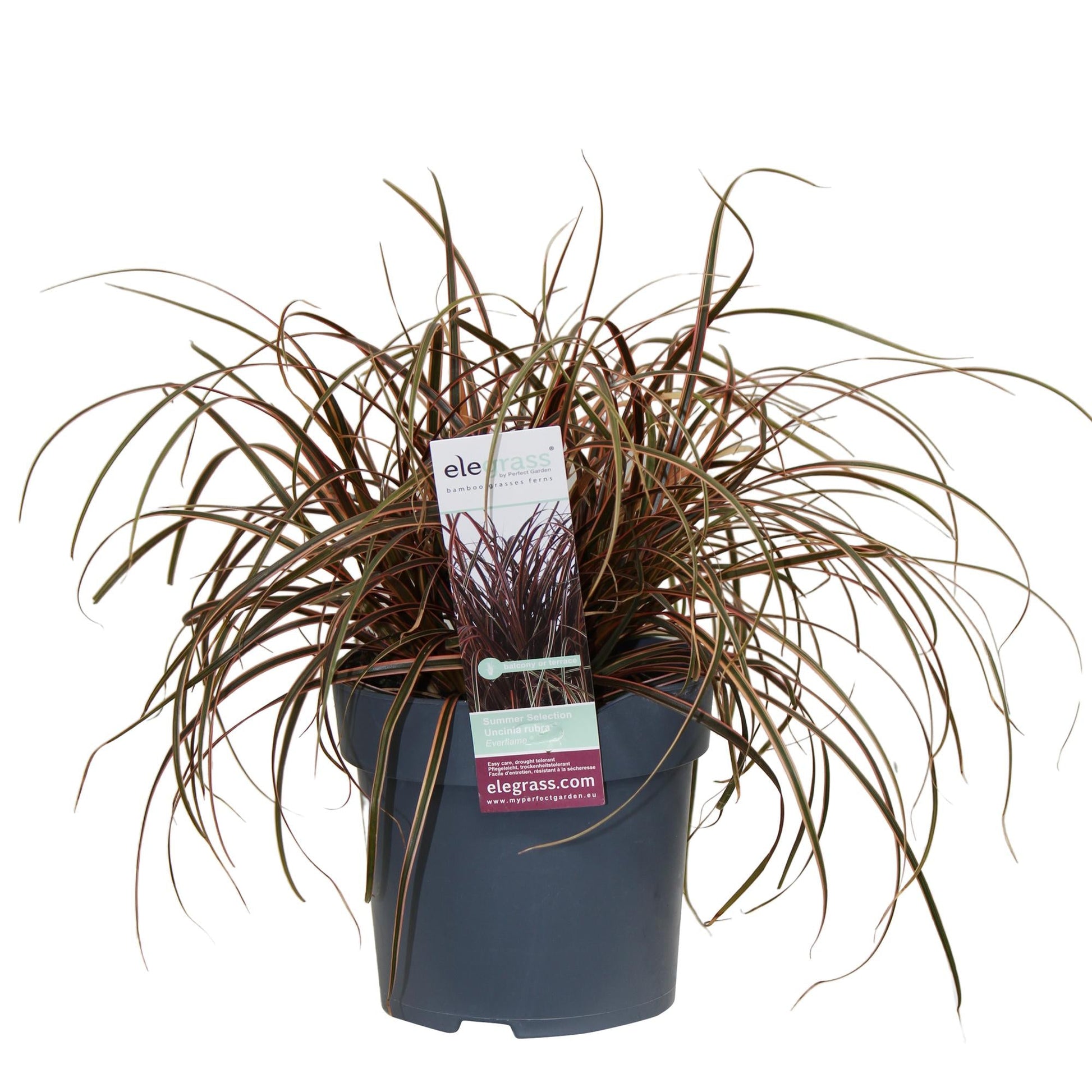 Mahagonigras - Uncinia rubra Everflame - Ø14cm - ↕30cm 