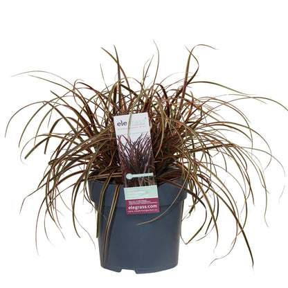 Mahagonigras - Uncinia rubra Everflame - Ø14cm - ↕30cm 