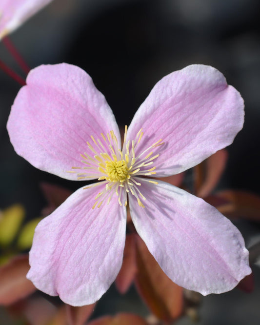 Waldrebe – Clematis Montana 'Fragrant Spring' – Ø15cm – ↨65cm – Kletterpflanze mit rosa Blüten – Schnellwüchsig & duftend 