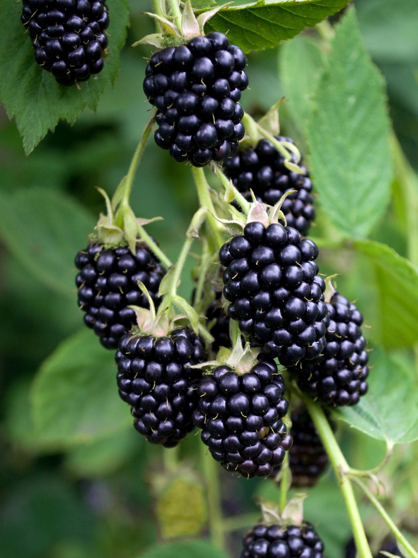 Brombeere - Rubus fruticosus Black Satin - Dornenlose Brombeerpflanze - Ø13cm - Höhe ca. 45cm - Winterharte Obstpflanze für Garten und Terrasse 