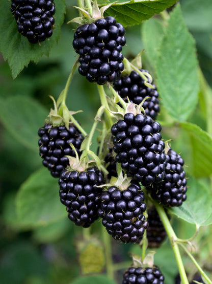 Brombeere - Rubus fruticosus Black Satin - Dornenlose Brombeerpflanze - Ø13cm - Höhe ca. 45cm - Winterharte Obstpflanze für Garten und Terrasse 