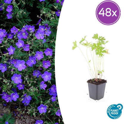 Geranium 'Johnson's Blue' – 48 Pflanzen – ↕10-25cm – Ø9cm – Blau blühende Staude & Bodendecker – Winterhart & pflegeleicht 