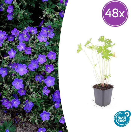 Geranium 'Johnson's Blue' – 48 Pflanzen – ↕10-25cm – Ø9cm – Blau blühende Staude & Bodendecker – Winterhart & pflegeleicht