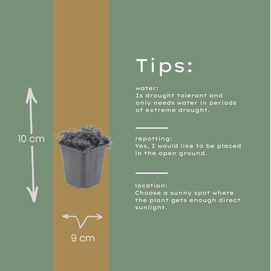 Thymian Thymus praecox Purple Beauty – 6 Pflanzen – Ø9cm – Höhe 10-25cm – Winterharter Bodendecker – Violette Blüten – Trockenheitsresistent für Steingarten & Beet