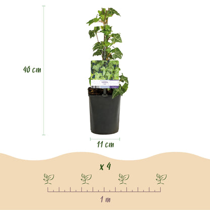Kletterpflanzen-Set „Rainbow“ – 4 Pflanzen – Clematis montana Rubens, Hedera helix, Lonicera Goldflame, Campsis Madame Galen – Bunt blühend & immergrün – Ø11 cm – Höhe ca. 40 cm 
