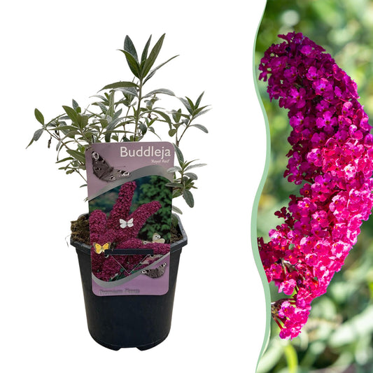 Schmetterlingsstrauch Buddleja davidii Royal Red – Rote Blüten – Laubabwerfend – Schmetterlingsfreundlich – 17 cm Höhe 25 cm 