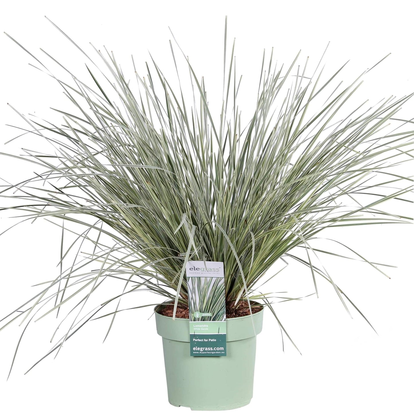 Geißblatt - Lomandra longifolia 'White Sands' - Ø19cm - ↕40cm 