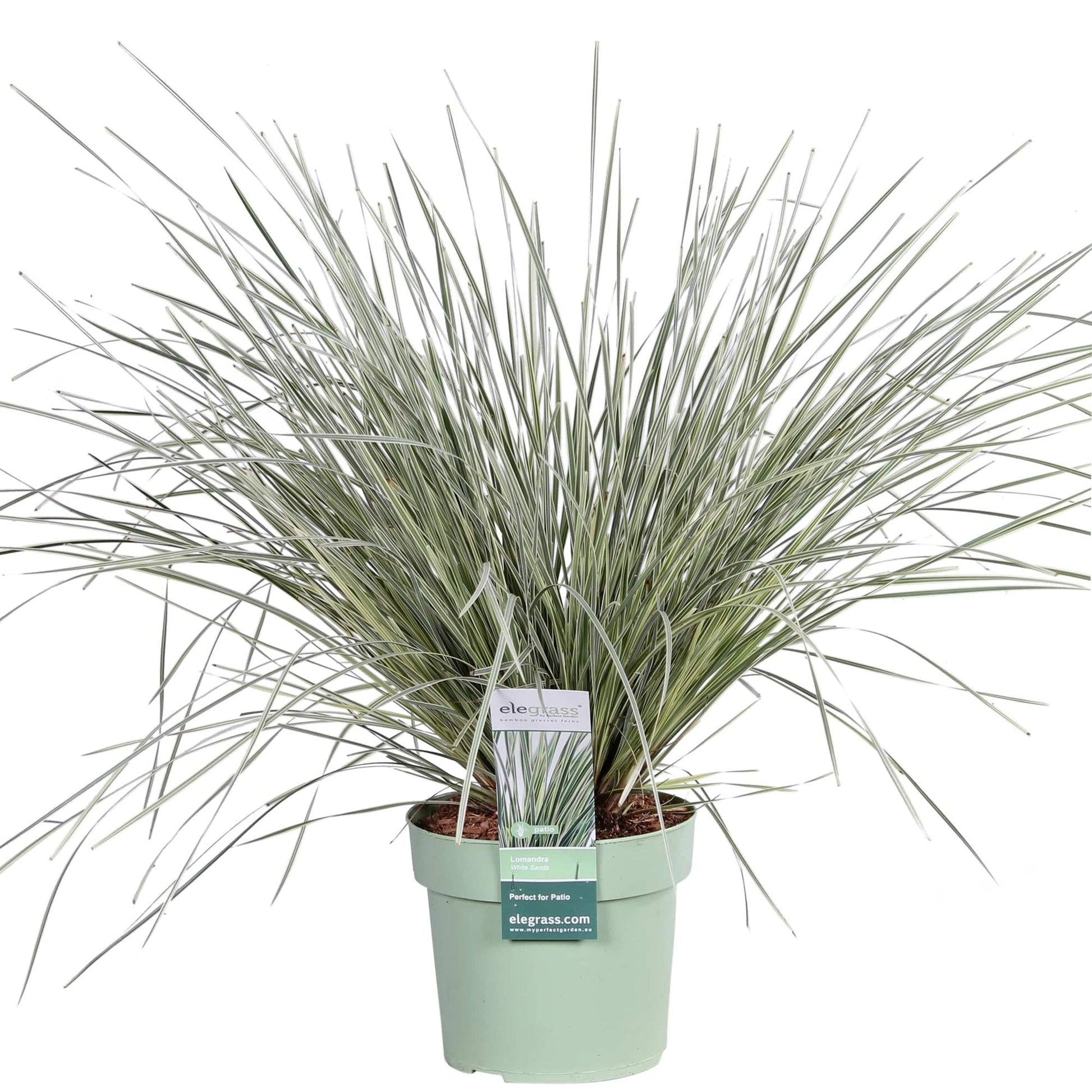 Geißblatt - Lomandra longifolia 'White Sands' - Ø19cm - ↕40cm 