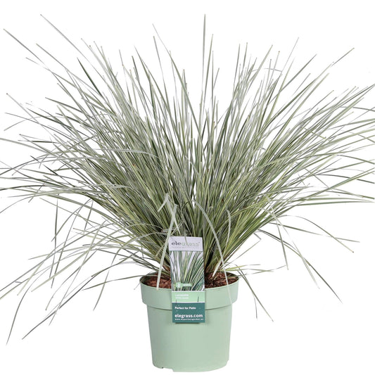 Geißblatt - Lomandra longifolia 'White Sands' - Ø19cm - ↕40cm 