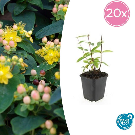 Johanniskraut Hypericum inodorum 'Annebel' – ↕10-25cm – Ø9cm – 20 Pflanzen – Winterharter Strauch mit leuchtend gelben Blüten