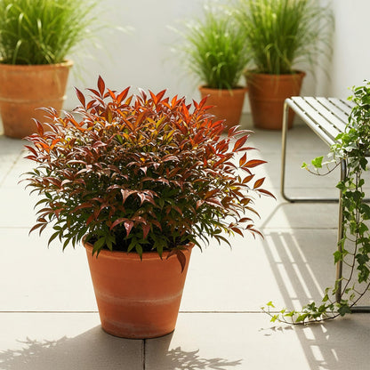 GreenboutiQ - Gartenpflanze - Nandina Gulfstream - Orange - 1 Pflanze - Immergrün - Pflegeleicht - Topf 17cm Höhe 45cm 