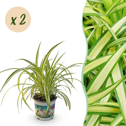 Green boutiQ - Zimmerpflanze - Chlorophytum comosum Variegatum - Katzengras - Haustierfreundlich - Bunt - 2 Pflanzen - Topf 12cm - Höhe 25-30cm 