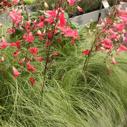 Neuseeland Segge Carex comans Frosted Curls – 2 Pflanzen Ø17cm – Immergrün – Pflegeleicht – Elegantes Ziergras mit silbernem Glanz – Höhe ca. 50cm 