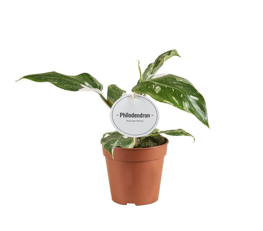 Baumfreund - Philodendron White Princess B Grade - Zimmerpflanze - Ø12cm - ↕30cm