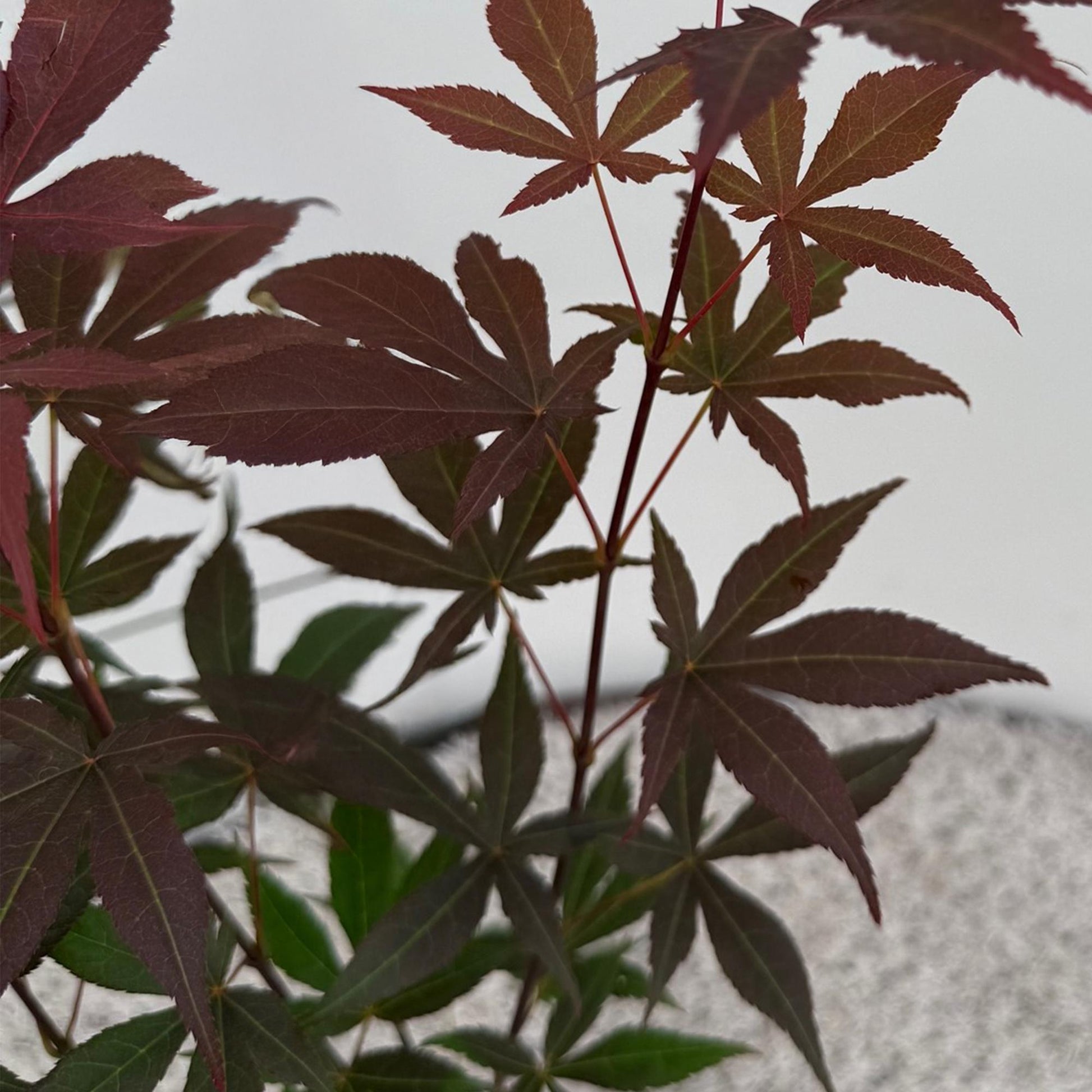 GreenboutiQ - Gartenpflanze - Acer palmatum Atropurpureum - Lila - 3 Pflanzen - Laubabwerfend - Pflegeleicht - Topf 12cm Höhe 35cm 