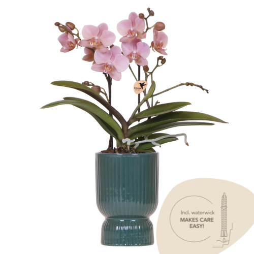 Orchidee altrosa mit grünem Diabolo Übertopf Ø9cm blühende Zimmerpflanze frisch vom Züchter inklusive Gießdocht dekorative Phalaenopsis für Wohnzimmer Büro Geschenkidee 