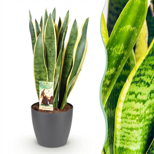 Green boutiQ - Zimmerpflanzen - Sansevieria Laurentii - Schwiegermutterzunge - Pflegeleicht - Grün - Gelb - 1 Pflanze - mit Potter Grau - Topf 21cm - Höhe 70-80cm 