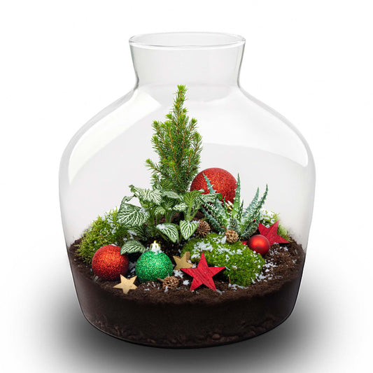 Holly Christmas Terrarium – DIY Flaschengarten Winter Edition – Ø29cm x 30cm – Autarkes Pflanzen Terrarium Set mit Picea Glauca Aloe Humilis Moos Erde Dekoration Starterkit 