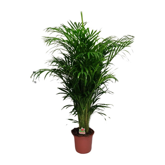 Areca-Palme – Dypsis Lutescens – Zimmerpflanze - 125 cm – Ø24 cm – Tropische Grünpflanze für Wohnzimmer, Büro & Flur – Luftreinigend & pflegeleicht 