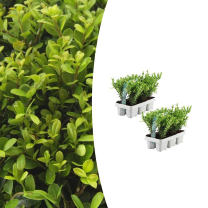 Stechpalme – Ilex crenata 'Jenny' – 12 Pflanzen – Immergrün – Winterhart – Alternative zu Buchsbaum – Ø7cm ↕15cm
