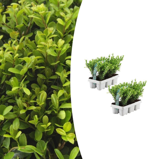 Stechpalme – Ilex crenata 'Jenny' – 12 Pflanzen – Immergrün – Winterhart – Alternative zu Buchsbaum – Ø7cm ↕15cm