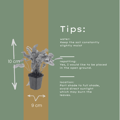 Hirschzungenfarn Asplenium scolopendrium – 6 Pflanzen – Immergrüner Farn für Schatten & Halbschatten – Strukturpflanze für Garten & Beet – 10-25cm – Ø9cm – Winterhart