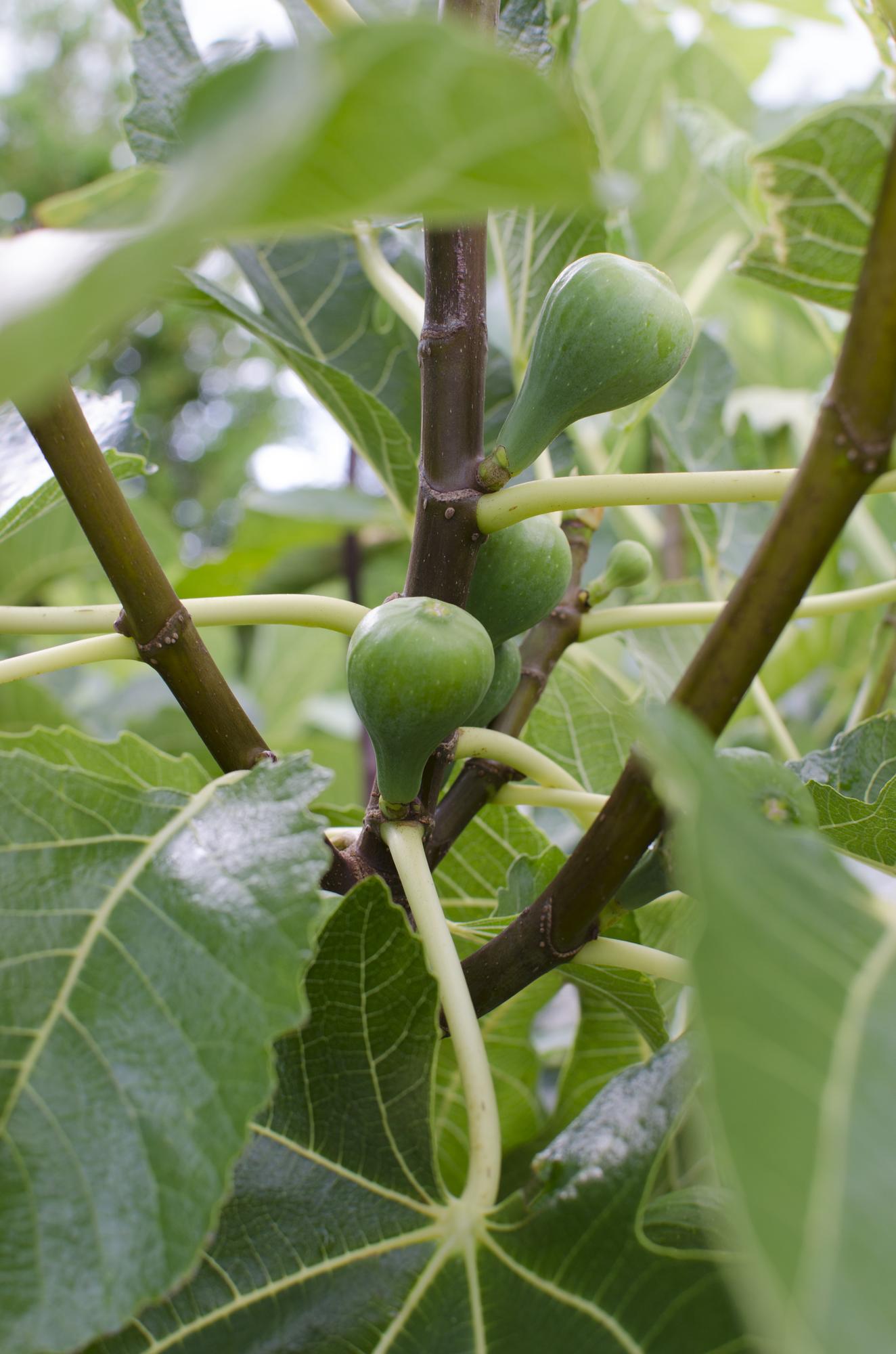 Echte Feige - Ficus Gustissimo Perretta – Ø13cm – ↨45cm – Elegante Pflanze mit dunkelgrünem Laub 