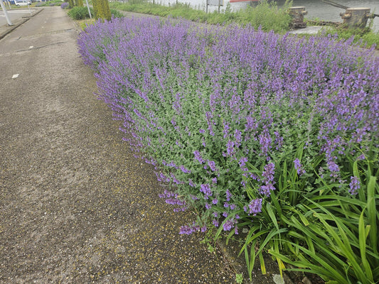 Nepeta ‘Walker’s Low’ – 48 Pflanzen – ↕10-25cm – Ø9cm – Lavendelblau – Aromatisches Laub – Pflegeleicht – Sonne – Bienen & Schmetterlinge