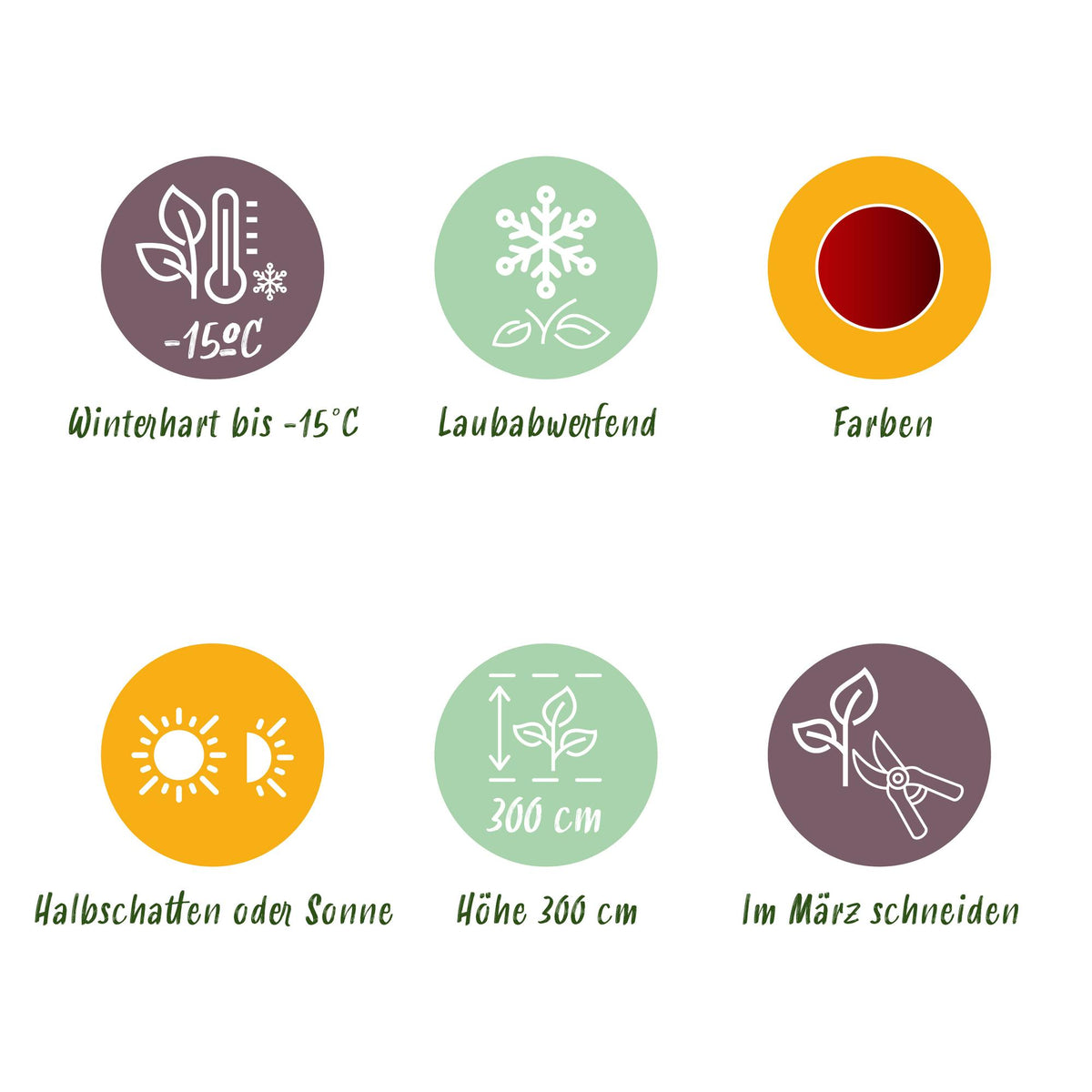 Green boutiQ - Gartenpflanze - Acer palmatum Jerre Swarts - Japanischer Ahorn - Laubabwerfend - Orange-Rot - 1 - Topf 26cm - Höhe 90cm 