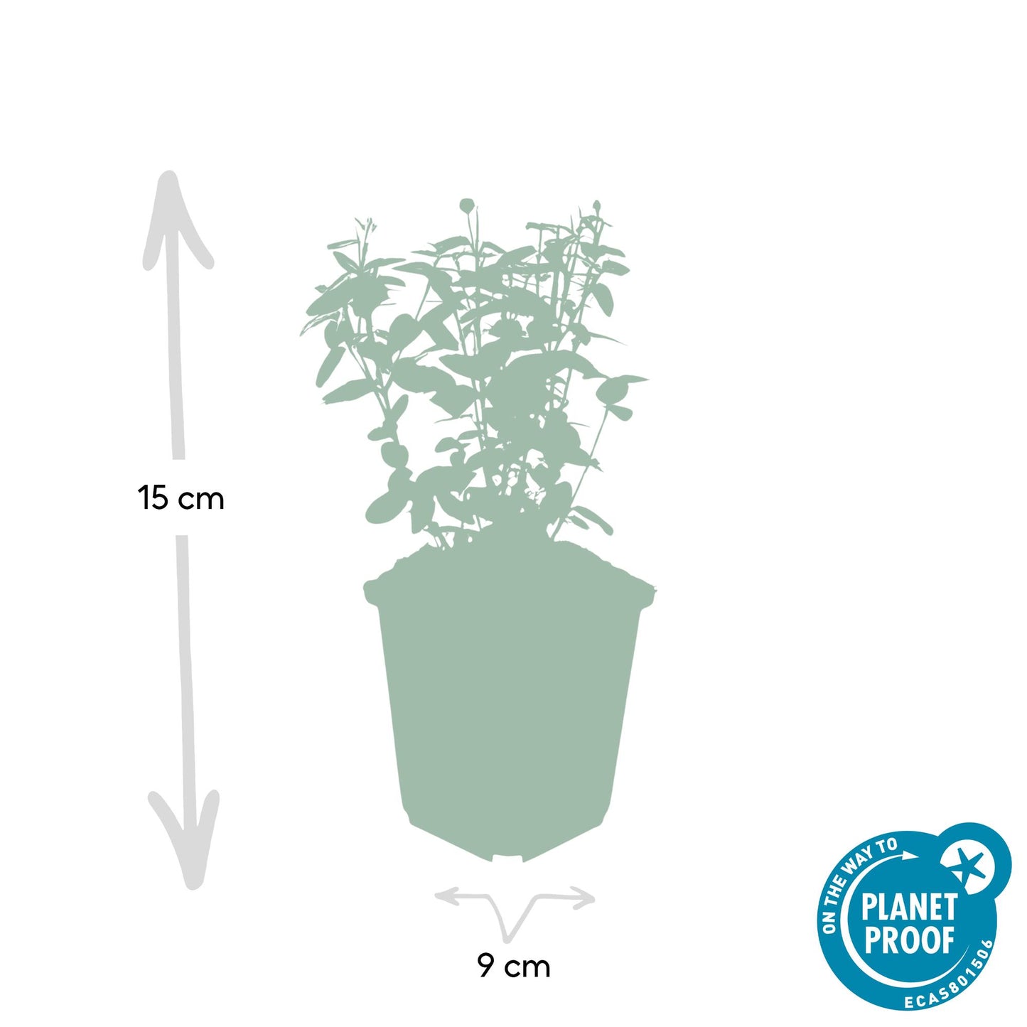 Immergrüne Kriechspindel – Euonymus fortunei radicans – ↑10-25cm – Ø9cm – 60 Pflanzen – Bodendecker, winterhart & pflegeleicht – Schattengarten & Kletterpflanze