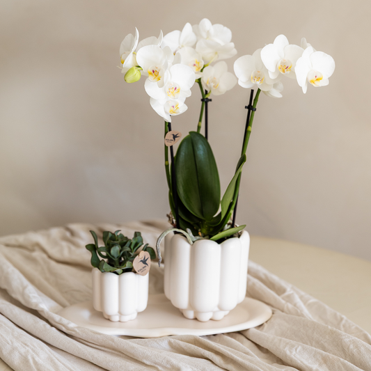 Kolibri Home | Retro-Ziertopf - White - Ø6cm 