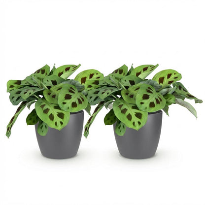 Green boutiQ - Zimmerpflanze - Maranta Fascinator Kerchoveana - Zebrapflanze - Haustierfreundliche Pflanze - Grün - 2 Pflanzen - mit Potter Grau - Topf 12cm - Höhe 25cm 
