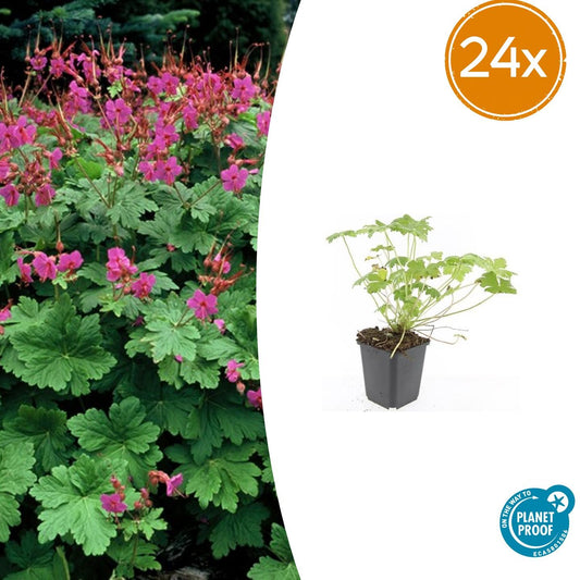 Storchschnabel Geranium macrorrhizum 'Czakor' – 24 Pflanzen – ↕10-25 cm – Ø9 cm – Winterharter Bodendecker – Tiefrosa Blüten – Pflegeleicht & Schattentauglich 