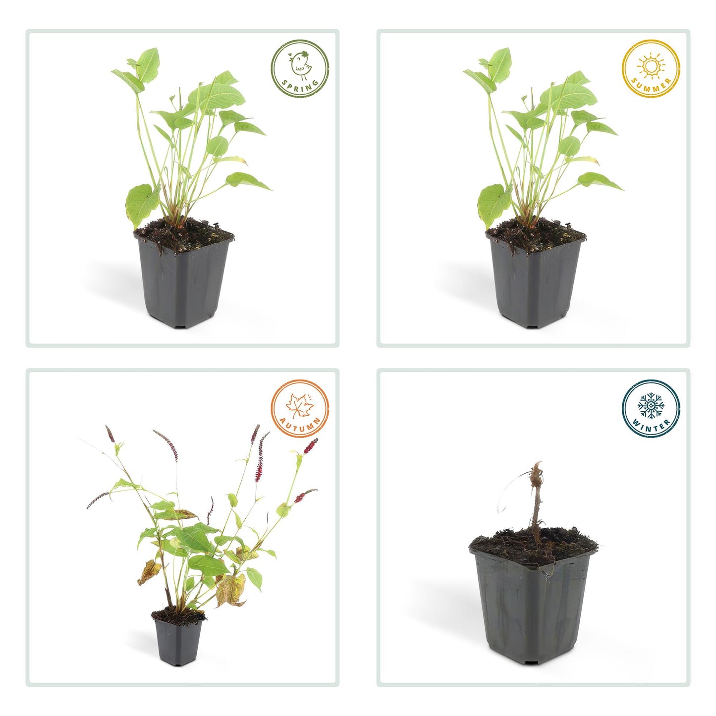 Kerzenknöterich Persicaria amplexicaulis – ↕10-25cm – Ø9cm – 60 Pflanzen – Rote Blüten – Sommerblüher – Pflegeleicht – Sonnig bis Halbschatten