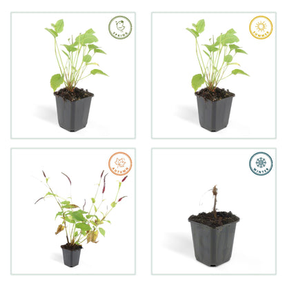 Kerzenknöterich Persicaria amplexicaulis – ↕10-25cm – Ø9cm – 60 Pflanzen – Rote Blüten – Sommerblüher – Pflegeleicht – Sonnig bis Halbschatten