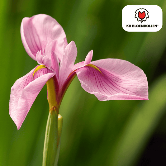 Iris 'Pink Panther' – zartrosa Blüten – 25 Blumenzwiebeln – ↕40-50cm – elegante Frühlingsblüher & pflegeleichte Zwiebelpflanzen 